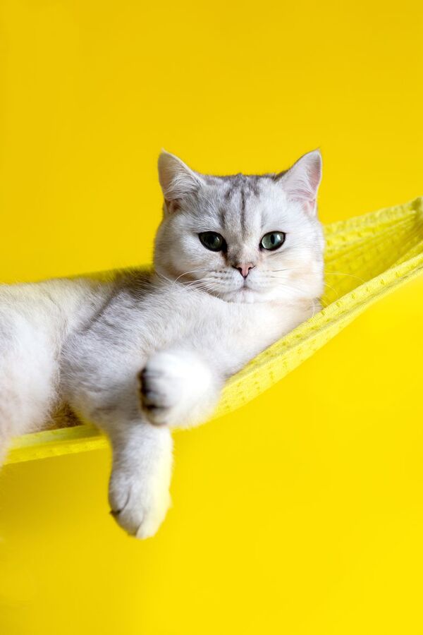 Gatos predecibles - Mascotas - ABC Color