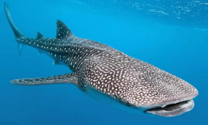 Un tiburón ballena es el omnívoro más grande del mundo, según estudios - OviedoPress