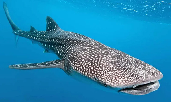 Un tiburón ballena es el omnívoro más grande del mundo, según estudios - OviedoPress