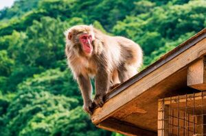 Diario HOY | Cerca de 40 heridos por ataques de monos en Japón