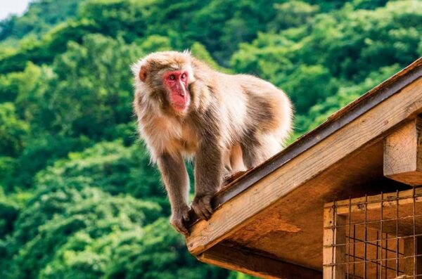 Diario HOY | Cerca de 40 heridos por ataques de monos en Japón