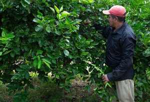 Exportaciones agroalimentarias de México registran el mayor monto desde 1993 - MarketData
