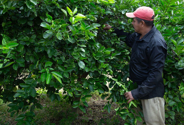 Exportaciones agroalimentarias de México registran el mayor monto desde 1993 - MarketData