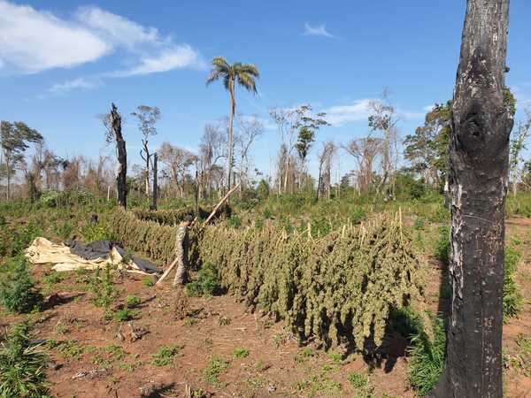 Senad destruyó 24 toneladas de marihuana en Alto Paraná