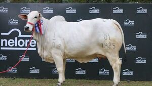 Nelore comercializó el ejemplar más caro en la historia de la ganadería paraguaya (le sigue Brahman por G. 492 millones)