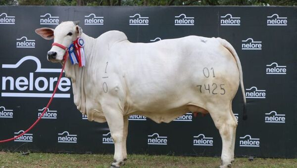 Nelore comercializó el ejemplar más caro en la historia de la ganadería paraguaya (le sigue Brahman por G. 492 millones)