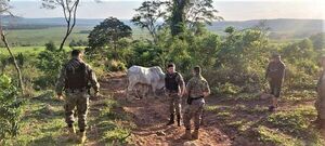 Abigeato sin fronteras: recuperan en Guairá un animal vacuno robado en Paraguarí - Nacionales - ABC Color