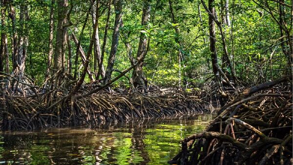 Científicos alertan sobre la pérdida de los manglares en la Tierra