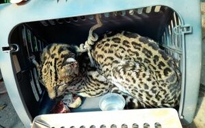 Preocupa presencia de animales silvestres en la ciudad de Concepción