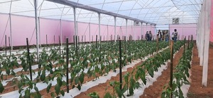 Horticultores de Ayolas incorporan nuevas variedades para ampliar oferta - .::Agencia IP::.