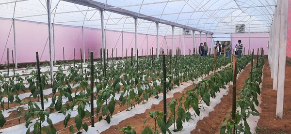 Horticultores de Ayolas incorporan nuevas variedades para ampliar oferta - .::Agencia IP::.