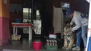 Un tigre entró a un local de comidas y causó terror en las calles