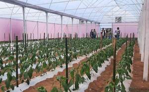 Horticultores de Ayolas incorporan nuevas variedades para ampliar oferta