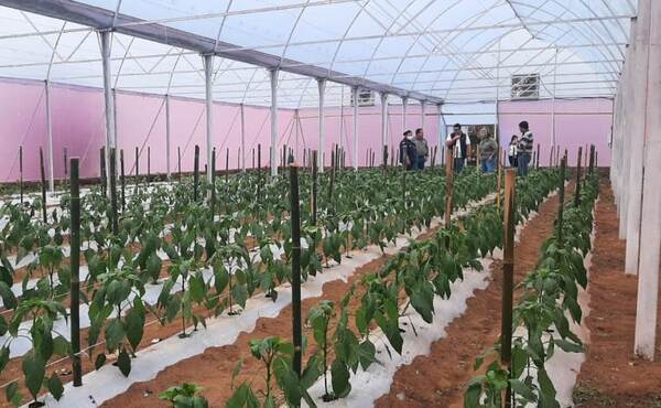 Horticultores de Ayolas incorporan nuevas variedades para ampliar oferta