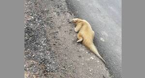 Crónica / ¡Haihue! Yakaré, venado, yaguareté, oso hormiguero kuéra pasean por la ciudad