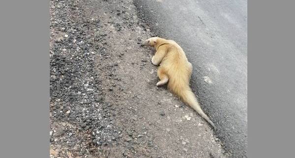 Crónica / ¡Haihue! Yakaré, venado, yaguareté, oso hormiguero kuéra pasean por la ciudad