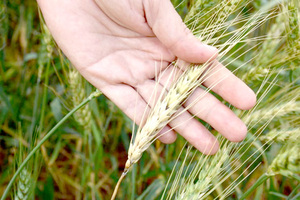 Clima afecta al desarrollo del trigo y propicia aparición de las plagas - La Clave