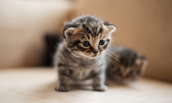 Cuidar a un gato bebé | Telefuturo