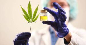 La Nación / Advierten sobre venta de aceites de cannabis sin licencia ni registros necesarios