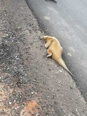 Diario HOY | Rescatan a varios animales silvestres en las calles de Concepción: "No es normal"