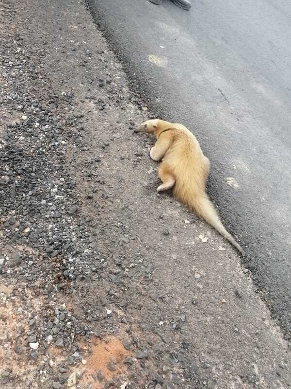 Diario HOY | Rescatan a varios animales silvestres en las calles de Concepción: "No es normal"