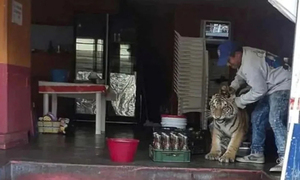 En México un tigre entró en un local de comida y causó terror - OviedoPress
