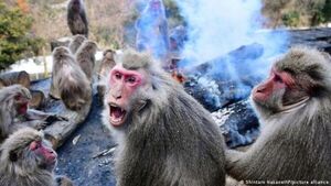 Ciudad japonesa de Yamaguchi lucha contra misteriosa oleada de ataques de monos