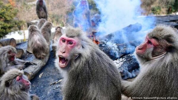 Ciudad japonesa de Yamaguchi lucha contra misteriosa oleada de ataques de monos