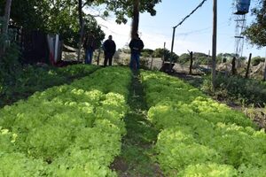 Horticultores de Ayolas incorporan nuevas variedades para ampliar oferta