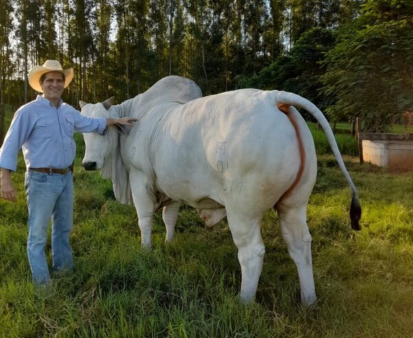 Henrique Junqueira: “El precio del ganado gordo debería subir y superar los US$ 4 a la carne”