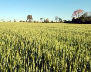 Un buen desarrollo del trigo, pero con falta de lluvia en algunas zonas - Economía - ABC Color