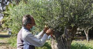 La Nación / La sequía extrema amenaza la producción de olivos de España