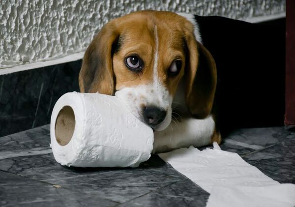 Cómo evitar que mi perro haga pis dentro de la casa - Mascotas - ABC Color