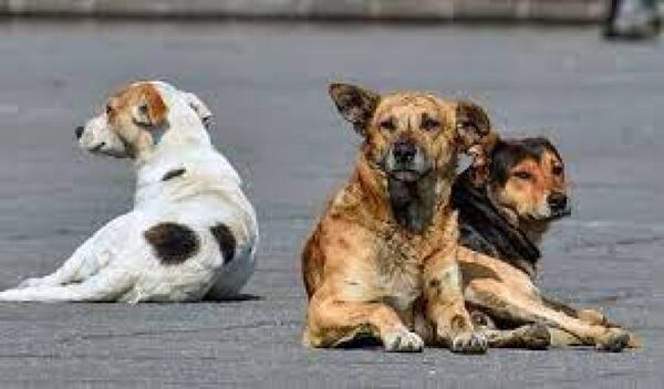 Día Internacional del Perro Callejero, inspiración a favor de la adopción