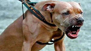 Diario HOY | Pitbull ataca y mata a un bebé de 11 meses