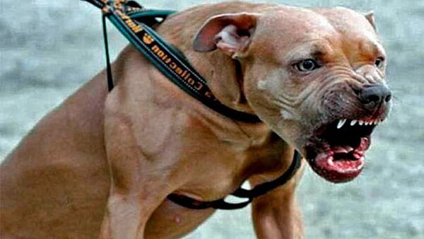 Diario HOY | Pitbull ataca y mata a un bebé de 11 meses