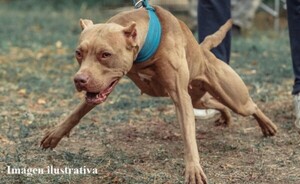 Bebé murió tras brutal ataque de un perro de la raza Pitbull