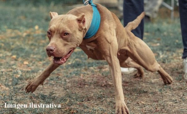Bebé murió tras brutal ataque de un perro de la raza Pitbull