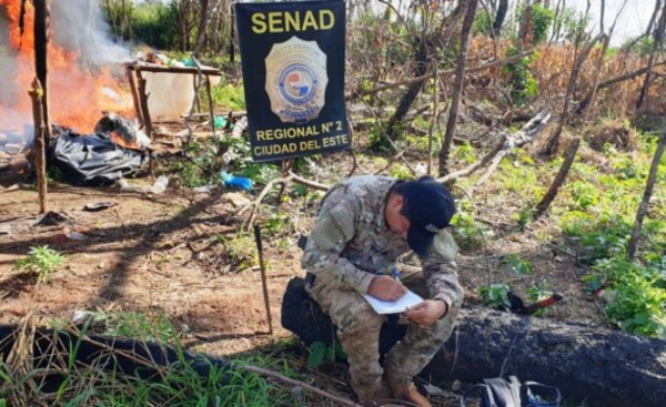 Buscan identificar a responsables de plantaciones de marihuana