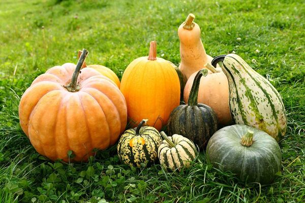 ¿Sabes la diferencia entre la calabaza y el calabacín?
