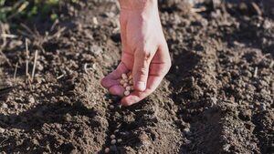 Precios y costos en expectativa para el sector agrícola