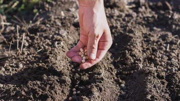 Precios y costos en expectativa para el sector agrícola