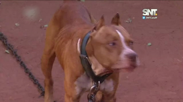 Tragedia en Ñemby: Bebé de 11 meses murió por ataque de un Pitbull - SNT