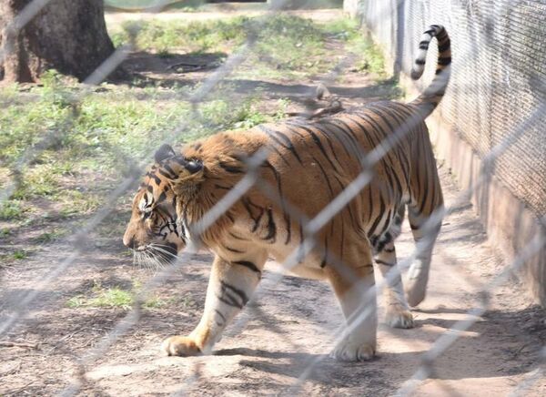 Postergan compra de comida para animales del zoológico asunceno - Nacionales - ABC Color
