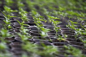 Ecuador exporta por primera vez cannabis a Suiza para elaborar medicamentos - MarketData