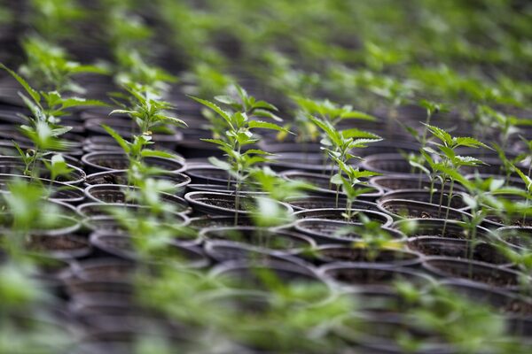 Ecuador exporta por primera vez cannabis a Suiza para elaborar medicamentos - MarketData