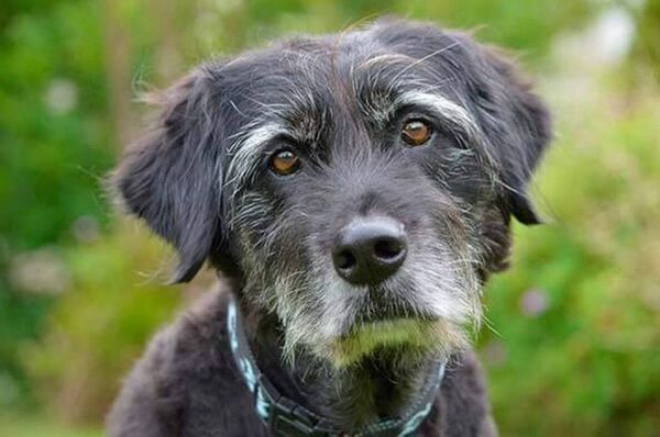 ¿Cuándo podemos decir que un perro es geriátrico? - Mascotas - ABC Color