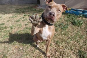¿Qué cuidados se debe tener para criar un pitbull? - Mascotas - ABC Color