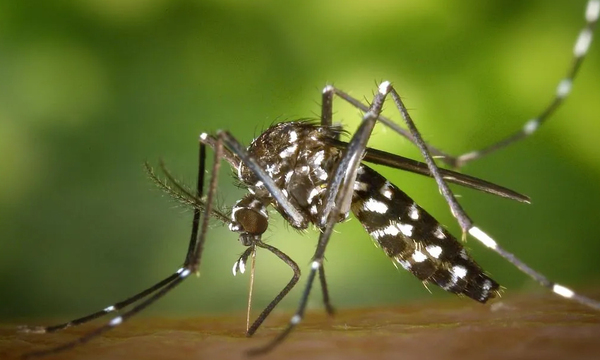 ¡Dengue! Notificaciones de casos sospechosos se encuentran estables - OviedoPress
