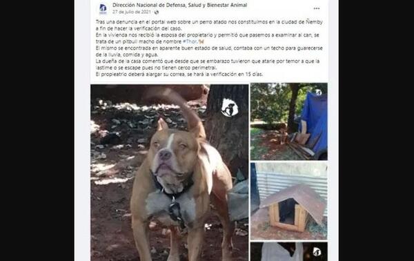 Dueños del pitbull fueron denunciados por maltrato animal hace un año – Prensa 5